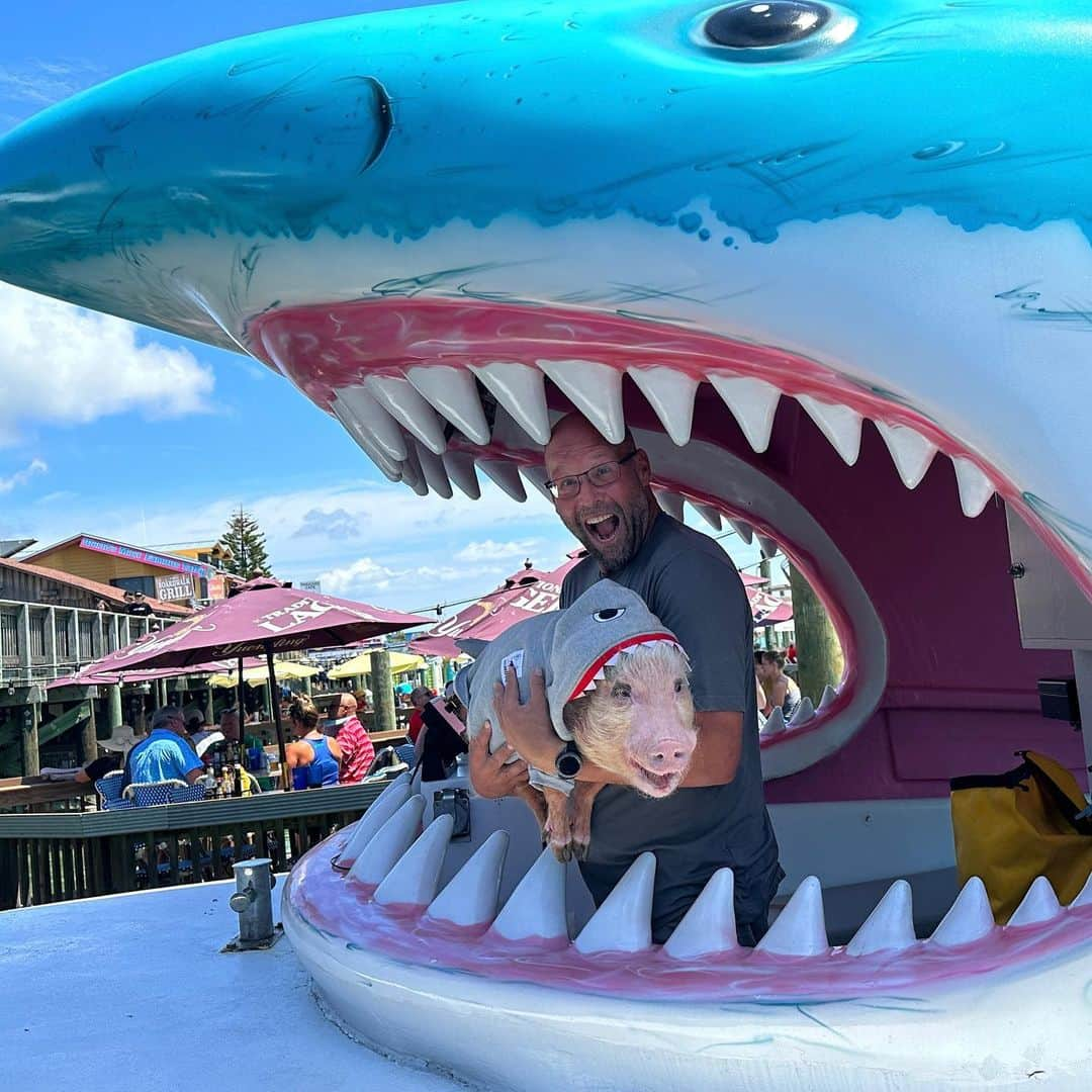 Priscilla and Poppletonさんのインスタグラム写真 - (Priscilla and PoppletonInstagram)「Leave it to Pop to get a VIPig tour of the famous Shark Boat in Madeira Beach! ThOINKs Captain Mike for making Pop’s trip. I’m not sure which one of you was smiling bigger. You really never know where you might spot a Poppleshark these days!⛴️🦈🐷 #maderiabeach #johnspass #sharkboat #poppleshark #prissyandpop」4月15日 23時05分 - prissy_pig