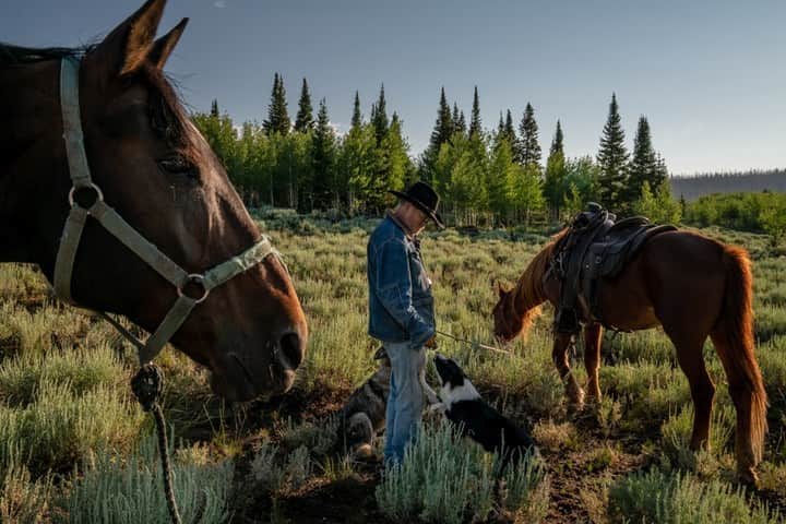 のインスタグラム：「Photos by Juan Arredondo @juanarre | Duane Rogers represents a fading tradition: American sheepherders. After 15 years of working with cattle as a cowboy, in 2021 he turned to herding sheep on the plains of Utah's Dixie National Forest. The workday goes from sunup to sundown, and there may be nights when he needs to help the guard dogs scare off a coyote or a mountain lion. A herder has to stay with the sheep 24 hours a day through the roughly 10-month period on the open range—in sun and rain, hail and snow, in temperatures that may climb toward 100 degrees or drop below zero. There are no weekends or holidays off. With the type of nomadic, grueling work and the low wages that most farmers say they can afford to pay, the American sheep industry must depend on more than 200,000 temporary foreign farm workers. A labor shortage resulted from  the pandemic, with visa processing and travel restrictions.」