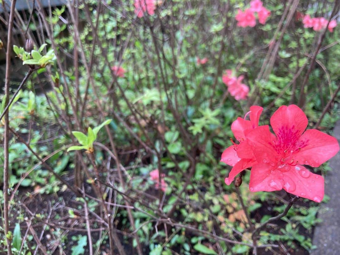 中井智彦さんのインスタグラム写真 - (中井智彦Instagram)「雨上がり。 一人電車旅へ。 パソコンと 楽譜と 諸々詰めて ストリートピアノ収録の旅。 ファンの皆さんというより 僕が一番楽しんでいる気が、、笑  今日はどんな 街と溶け合う音がみつかるのか 楽しみ！」4月16日 8時53分 - nakaitomohiko