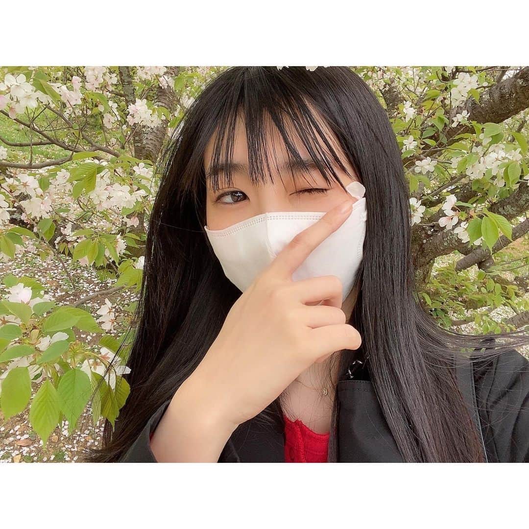 大島璃音さんのインスタグラム写真 - (大島璃音Instagram)「仁和寺にて御室桜🌸  桜と写真を撮っていたら 桜の花びらがヒラヒラと。そんな4コマ写真です。  御室桜は低木なので一歳の赤ちゃんも 桜を間近に楽しめて良かったです☺︎  #仁和寺 #御室桜  #京都旅行」4月16日 8時57分 - rinon_ohshima