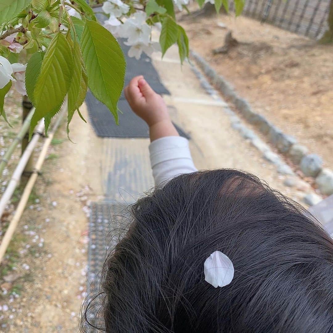 大島璃音さんのインスタグラム写真 - (大島璃音Instagram)「仁和寺にて御室桜🌸  桜と写真を撮っていたら 桜の花びらがヒラヒラと。そんな4コマ写真です。  御室桜は低木なので一歳の赤ちゃんも 桜を間近に楽しめて良かったです☺︎  #仁和寺 #御室桜  #京都旅行」4月16日 8時57分 - rinon_ohshima