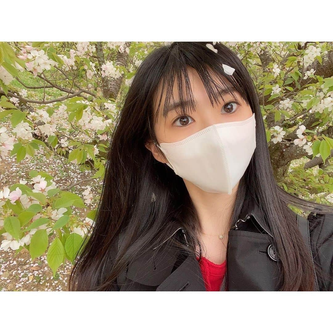 大島璃音のインスタグラム：「仁和寺にて御室桜🌸  桜と写真を撮っていたら 桜の花びらがヒラヒラと。そんな4コマ写真です。  御室桜は低木なので一歳の赤ちゃんも 桜を間近に楽しめて良かったです☺︎  #仁和寺 #御室桜  #京都旅行」