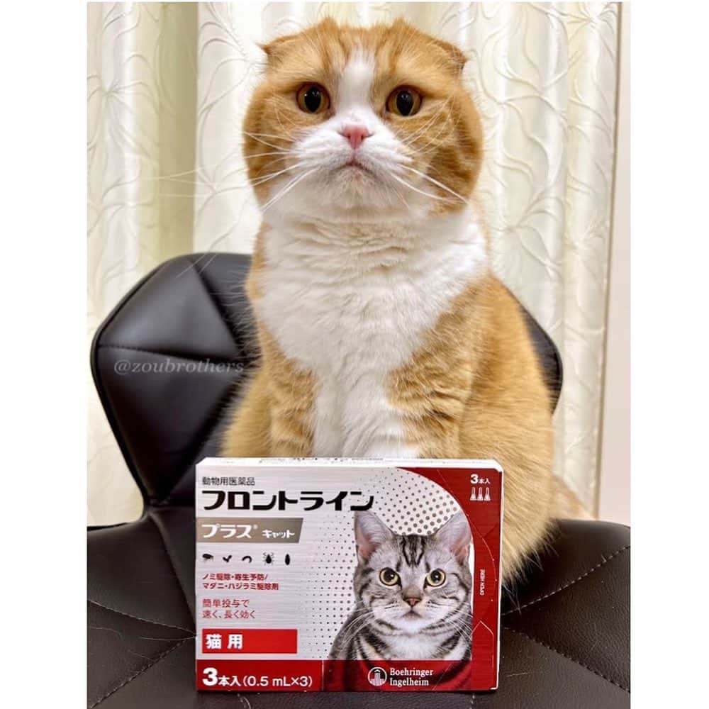 bunny & 2 catsのインスタグラム
