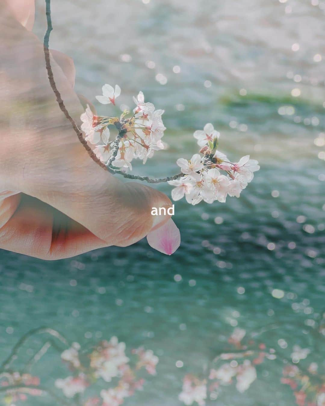 ima_ju / Jun Iさんのインスタグラム写真 - (ima_ju / Jun IInstagram)「: : My Blossoms, Bye Bye : : ::」4月16日 9時22分 - ima_ju
