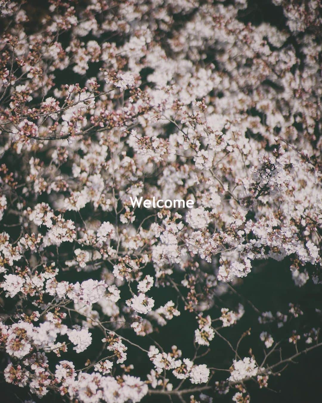 ima_ju / Jun Iのインスタグラム：「: : My Blossoms, Bye Bye : : ::」