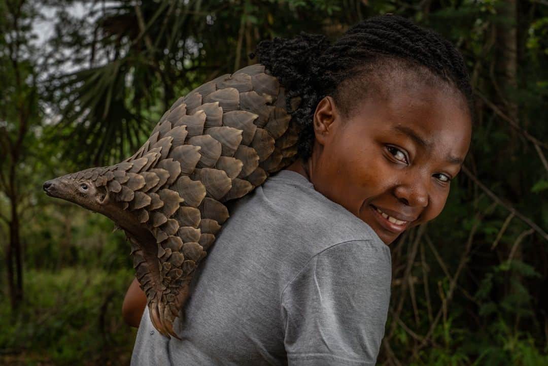 のインスタグラム：「Photo by @jenguyton | This Earth Month, I’m thinking about all the incredible young Mozambican conservationists I have met. Here, wildlife veterinarian Mércia Ângela takes her daily walk with Boogli, a female Cape pangolin. Gorongosa National Park’s law enforcement team confiscated Boogli, along with a leopard skin, as a 2.2 kilogram (5 lb) infant; Boogli’s mother had already been sold. Mércia was one of Boogli’s caregivers, working with her every day as she was raised to adulthood. A few weeks after I shot this photo, Boogli was released back into the wild.   The Gorongosa team now rescues pangolins from all over central Mozambique, rehabilitating them as needed, then releasing them. Pangolins are the world’s most trafficked mammal, as many people wrongly believe their scales have medicinal value. In reality their scales are just made of keratin, the same material as our hair and fingernails. The passion and optimism of young conservationists like Mércia give me great hope that Mozambique will continue to protect and revive the country’s irreplaceable wildernesses! #EarthMonth」