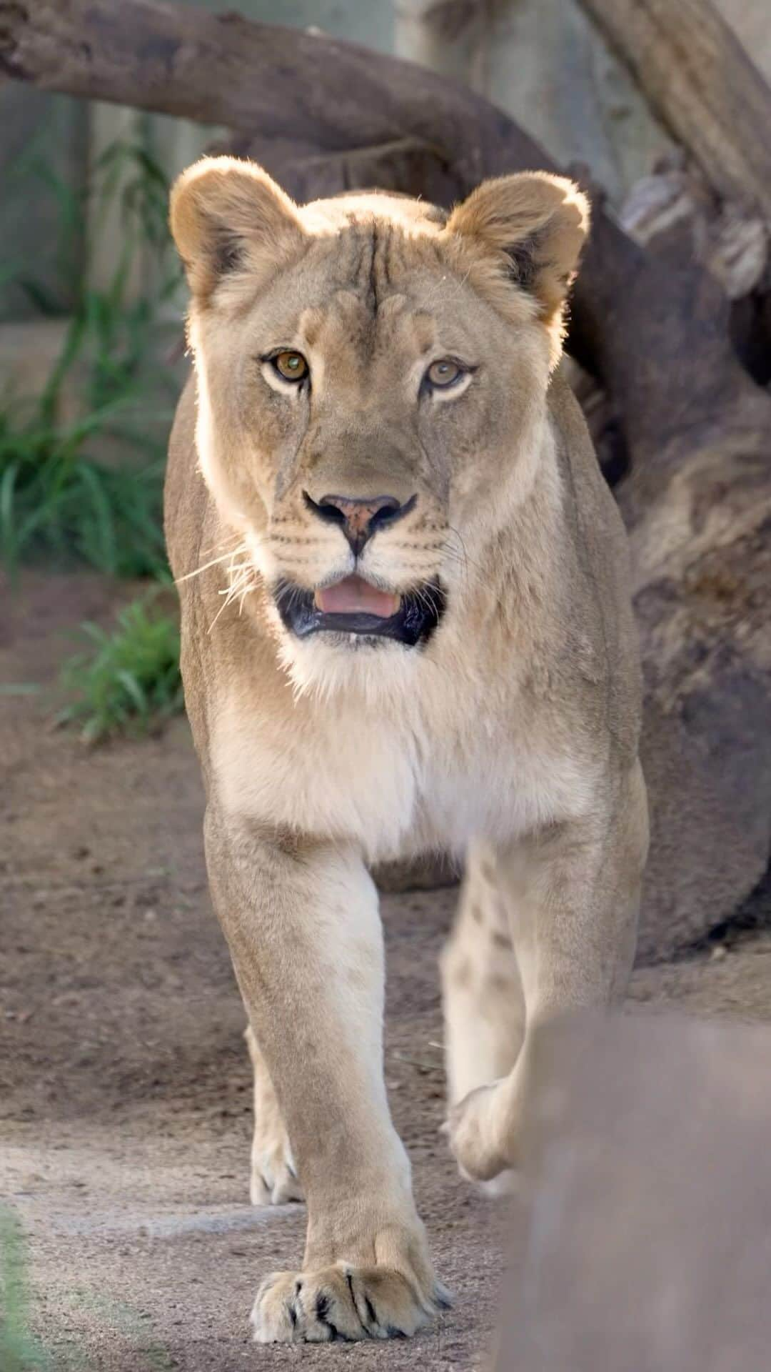 San Diego Zooのインスタグラム