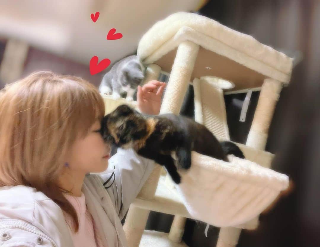 あやみ旬果さんのインスタグラム写真 - (あやみ旬果Instagram)「ただいまのタックル🥹🐈‍⬛❤️  #チーノ様 #トティ様 #ブリティッシュショートヘア #マンチカン #里親 #猫のいる暮らし #猫のいる生活 #猫のいる幸せ」4月16日 1時06分 - ayami_syunnka0815