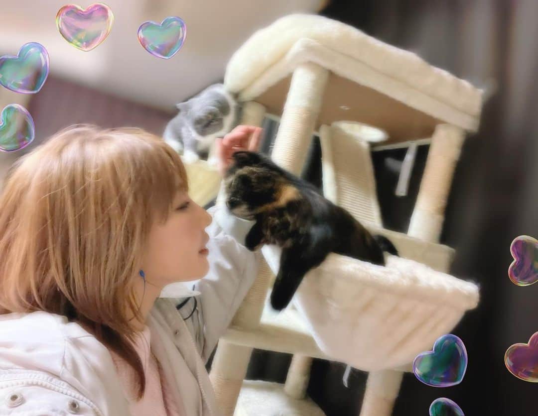 あやみ旬果さんのインスタグラム写真 - (あやみ旬果Instagram)「ただいまのタックル🥹🐈‍⬛❤️  #チーノ様 #トティ様 #ブリティッシュショートヘア #マンチカン #里親 #猫のいる暮らし #猫のいる生活 #猫のいる幸せ」4月16日 1時06分 - ayami_syunnka0815