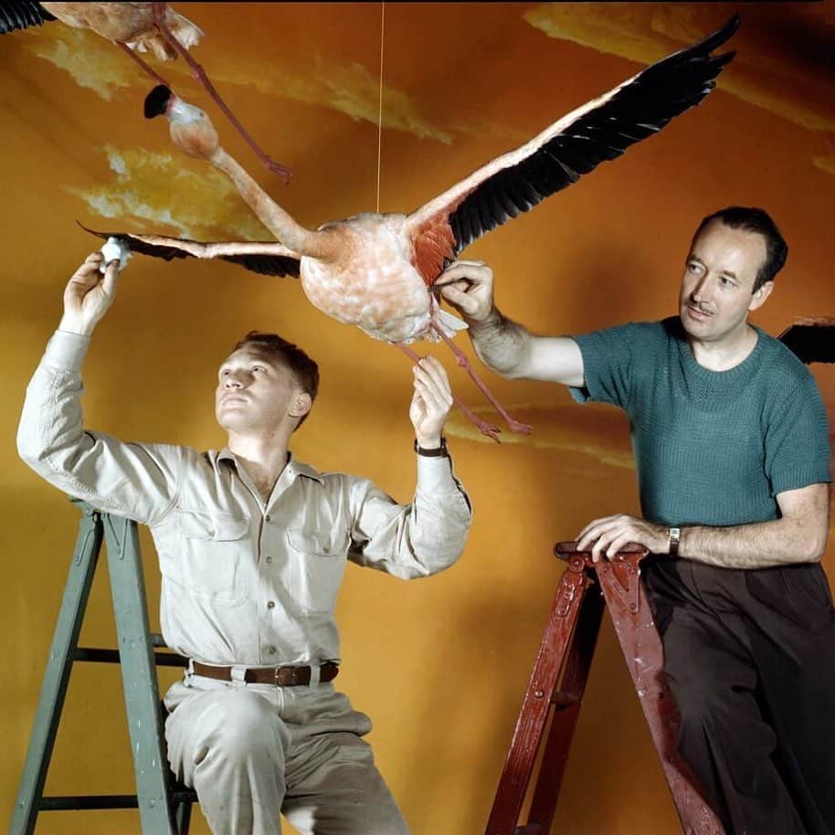アメリカ自然史博物館のインスタグラム：「Let’s soar into the weekend with today’s Exhibit of the Day, the Museum’s Flying Bird Group! 🦩 This vintage photograph, snapped circa 1947, depicts preparators working on flamingos in flight. These migratory birds travel long distances, usually under the cover of darkness, sometimes flying up to 373 miles (600 km) in a single night. Though flamingos are known for their pink color, it isn’t something they’re born with. Flamingos feed on large quantities of algae and brine shrimp, which produce reddish pigments. When metabolized, they turn the birds’ feathers pink!   Want to spot flamingos flying overhead? Join us at the Museum for Earthfest! Use “birdoculars” to make discoveries, hear from Museum scientists, and more! For details, link in our bio.   Photo: Image no. ptc-1031 © AMNH Library  #museum #vintage #science #amnh #birds #naturalhistory」