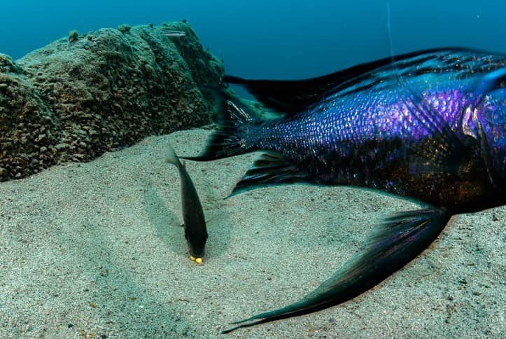 thephotosocietyさんのインスタグラム写真 - (thephotosocietyInstagram)「Photos by @angelfitor // A dazzling male featherfin cichlid displays his best on top of a sand bower nest on the cerulean waters of Lake Tanganyika.  Featherfin cichlids are absolutely unique creatures evolved during eons on the oldest, deepest lake in Africa.   Males lack solid colours, instead their skin contain millions of iridescent cells designed to decompose and reflect the sunlight offering a mesmerizing rainbowed show on top of their self-built sand bowers, all in order to court the much smaller and drab coloured females. Yet, its female´s shoulders where reproductive success rests upon. After accepting a male demonstration, she lays their eggs at the centre of the sand bower, and immediately gets back and gulp them while the male circle her pouring sperm in the surrounding water to grant the eggs get fertilized inside female´s mouth as she breathes. During the following three weeks, fry will develop inside her mouth until final release of babies.  For decades, the insanely laborious job of documenting the variety and complexity of fish behaviour has been central to my photography. Despite being the largest group of vertebrates on the Planet - larger than the sum of all amphibians, reptiles, birds, and mammals - the secret lives of fish still offer a genuine feeling of exploration and discovery, since the intimacy of most of species remain unveiled.  This series is part of my lifetime, ongoing work on Lake Tanganyika, and coverage for a @natgeo story.  Follow me @angelfitor on my journey to behold the hidden greatness of Earth´s underwater realms.」4月16日 2時52分 - thephotosociety