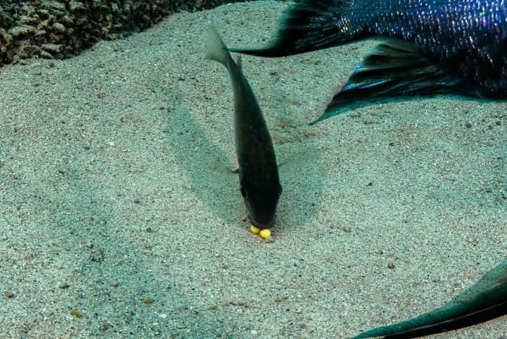 thephotosocietyさんのインスタグラム写真 - (thephotosocietyInstagram)「Photos by @angelfitor // A dazzling male featherfin cichlid displays his best on top of a sand bower nest on the cerulean waters of Lake Tanganyika.  Featherfin cichlids are absolutely unique creatures evolved during eons on the oldest, deepest lake in Africa.   Males lack solid colours, instead their skin contain millions of iridescent cells designed to decompose and reflect the sunlight offering a mesmerizing rainbowed show on top of their self-built sand bowers, all in order to court the much smaller and drab coloured females. Yet, its female´s shoulders where reproductive success rests upon. After accepting a male demonstration, she lays their eggs at the centre of the sand bower, and immediately gets back and gulp them while the male circle her pouring sperm in the surrounding water to grant the eggs get fertilized inside female´s mouth as she breathes. During the following three weeks, fry will develop inside her mouth until final release of babies.  For decades, the insanely laborious job of documenting the variety and complexity of fish behaviour has been central to my photography. Despite being the largest group of vertebrates on the Planet - larger than the sum of all amphibians, reptiles, birds, and mammals - the secret lives of fish still offer a genuine feeling of exploration and discovery, since the intimacy of most of species remain unveiled.  This series is part of my lifetime, ongoing work on Lake Tanganyika, and coverage for a @natgeo story.  Follow me @angelfitor on my journey to behold the hidden greatness of Earth´s underwater realms.」4月16日 2時52分 - thephotosociety