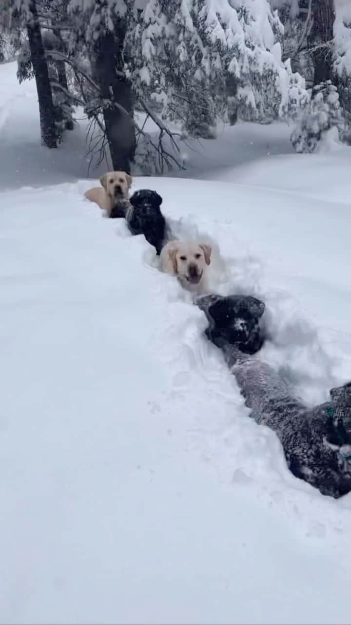 World of Labradors!のインスタグラム：「Snow-swimming! ❄️ - @chalkpondretrievers」
