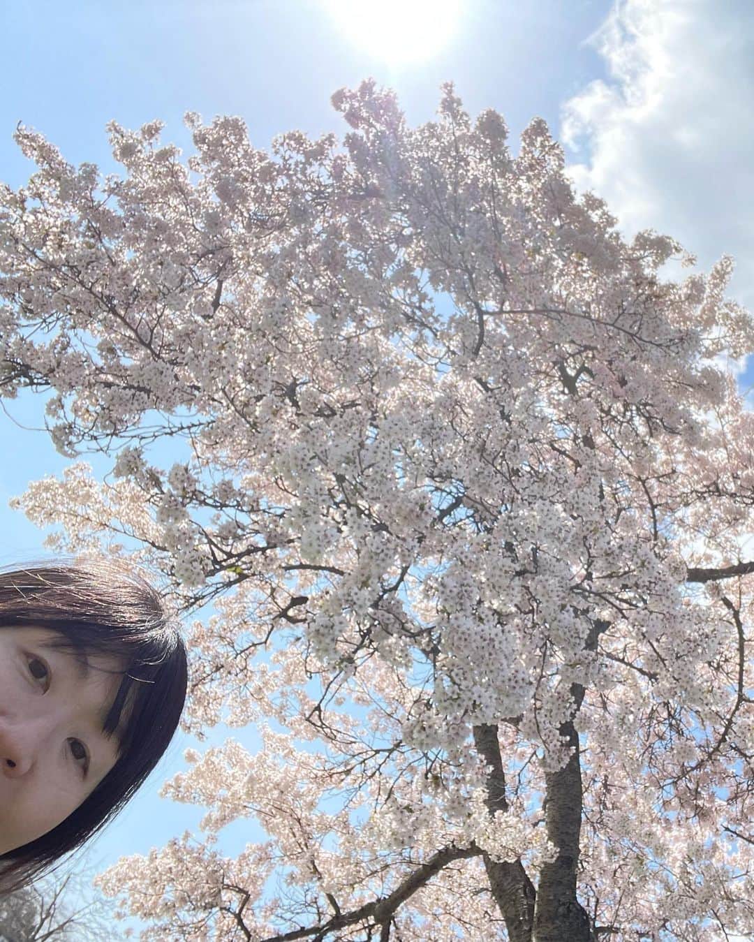光浦靖子さんのインスタグラム写真 - (光浦靖子Instagram)「キレイな桜を見るとその下でお寿司が食べたくなる。 誰もいない桜を見つけた！ お寿司を取り出し、まずは記念写真を、ともたもた写真を撮っていたら、カラス3カップル、6匹に囲まれていた。怖い！　逃げた。 だから誰も桜の下でお寿司を食べないんだな、と思った。」4月16日 3時38分 - yasukomitsuura