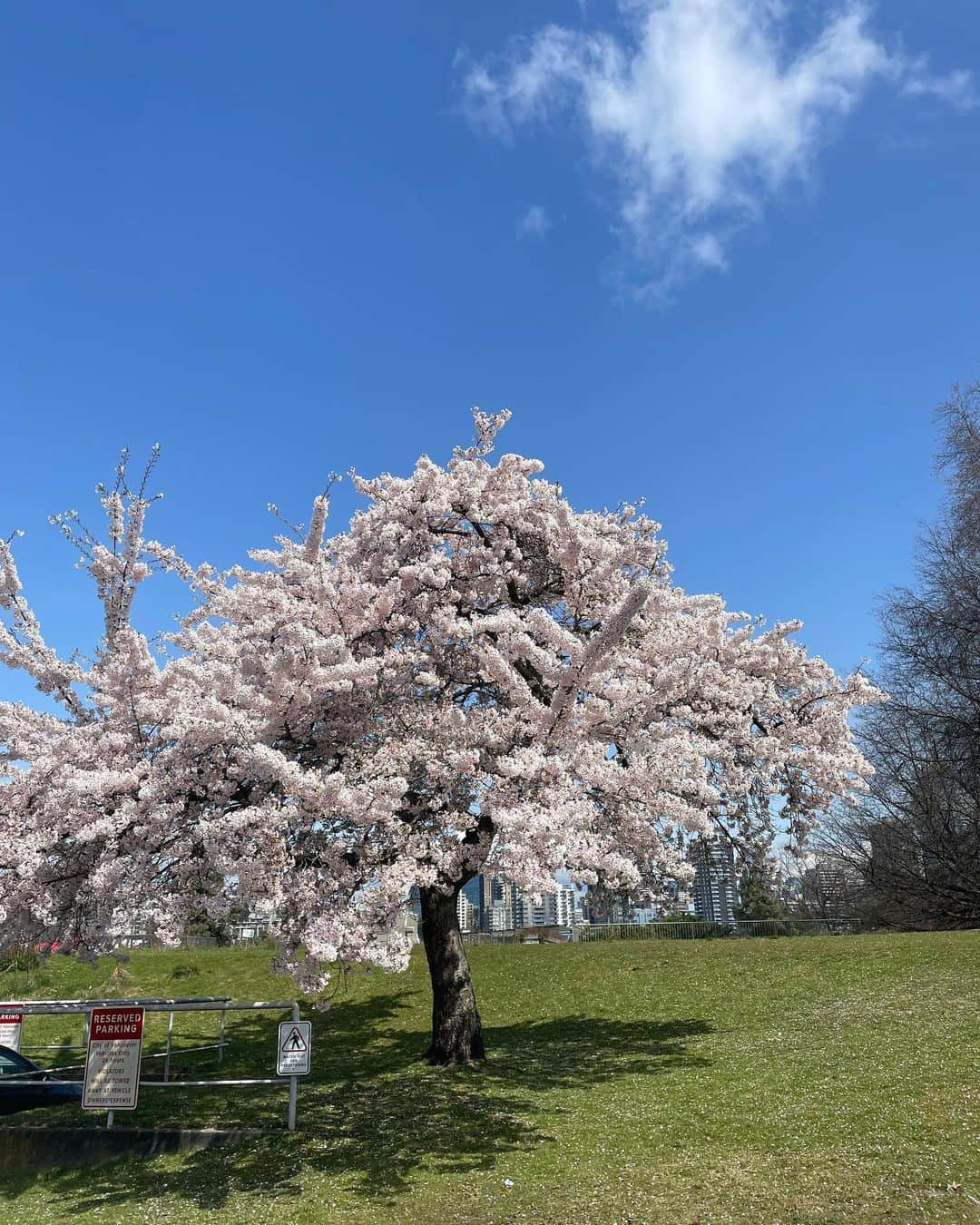 光浦靖子のインスタグラム：「キレイな桜を見るとその下でお寿司が食べたくなる。 誰もいない桜を見つけた！ お寿司を取り出し、まずは記念写真を、ともたもた写真を撮っていたら、カラス3カップル、6匹に囲まれていた。怖い！　逃げた。 だから誰も桜の下でお寿司を食べないんだな、と思った。」