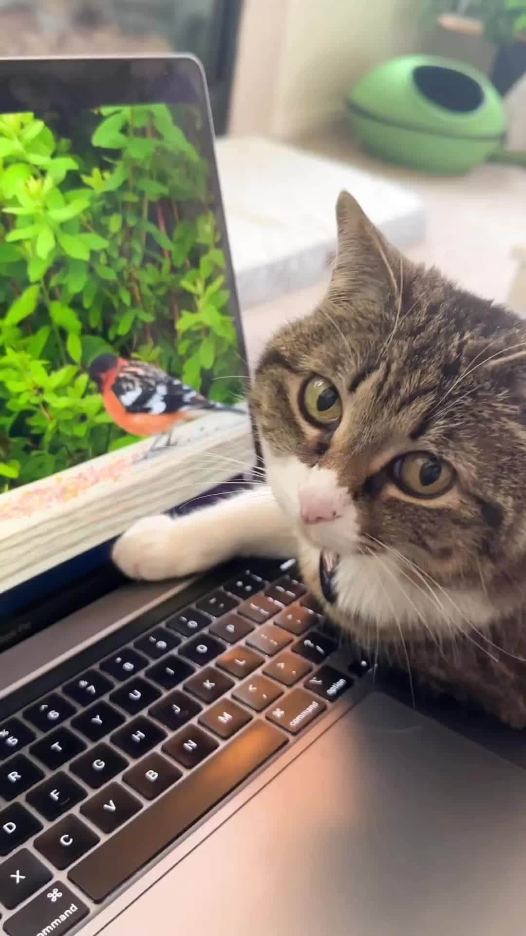 のインスタグラム：「From @stellathetinycat: "Wild #Caturday night here. 😸 I’m just watching my stories, what are you all up to? 😸" #catsofinstagram」