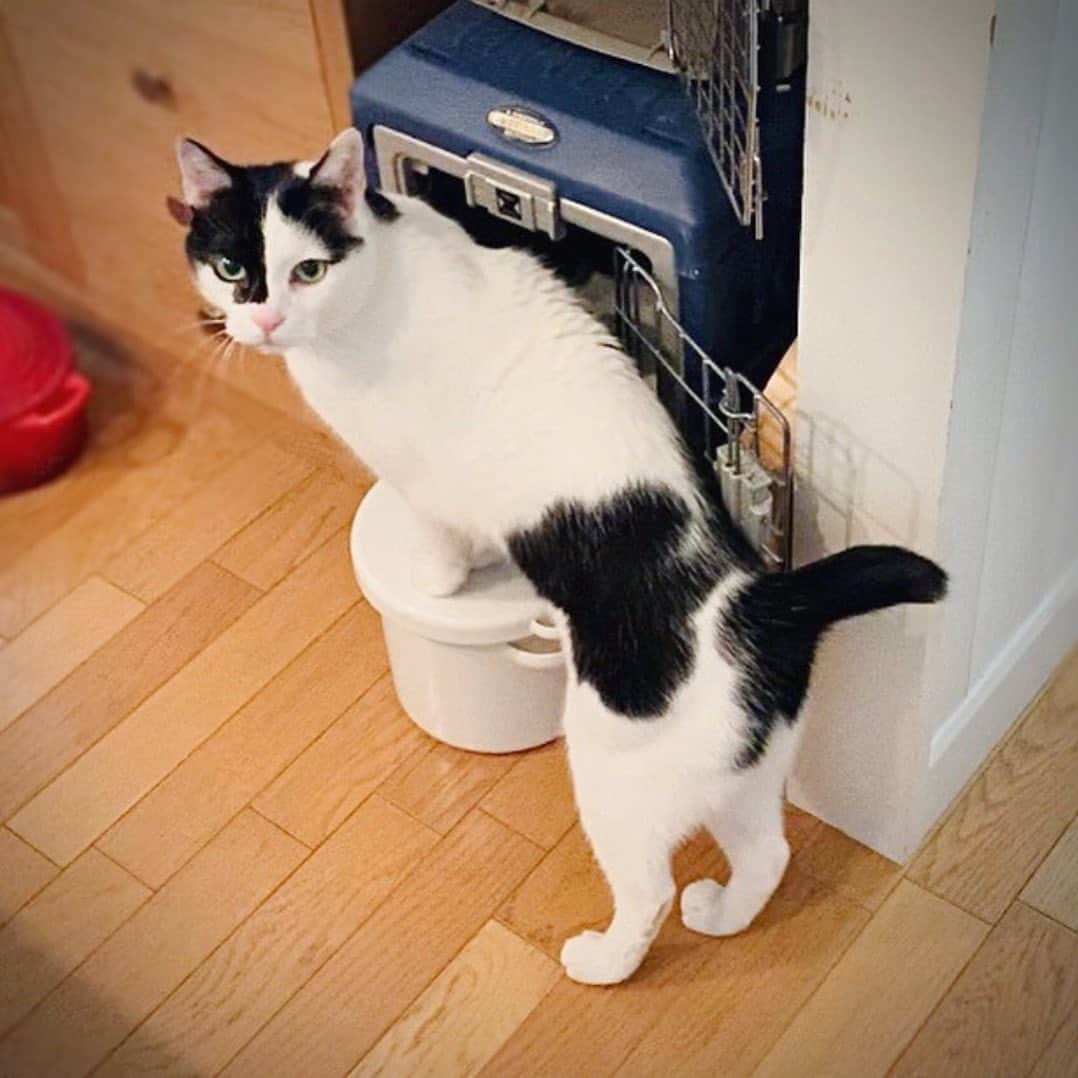 OKAのインスタグラム：「& Premium のWEBマガジンにて「保護猫えいたと暮らす日常」連載中。第一、第三土曜日に更新しています！  #ガブリエイタコロスケ師匠」