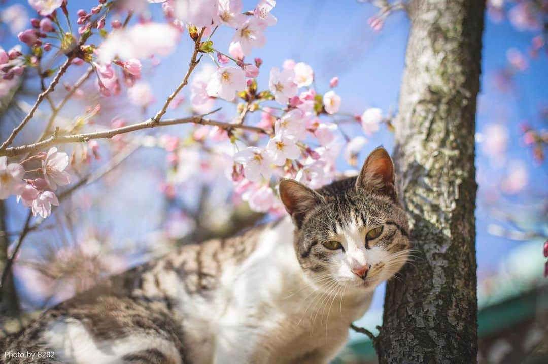 8282のインスタグラム：「島の桜 ・ ・ #桜 #カワイイだけが猫じゃない #cat#animal#gato #ねこ#猫#東京カメラ部 #IGersJP#nekoclub#NEKOくらぶ #catlover#catloversclub #写真撮ってる人と繋がりたい ・ ☆非演出のススメ☆」