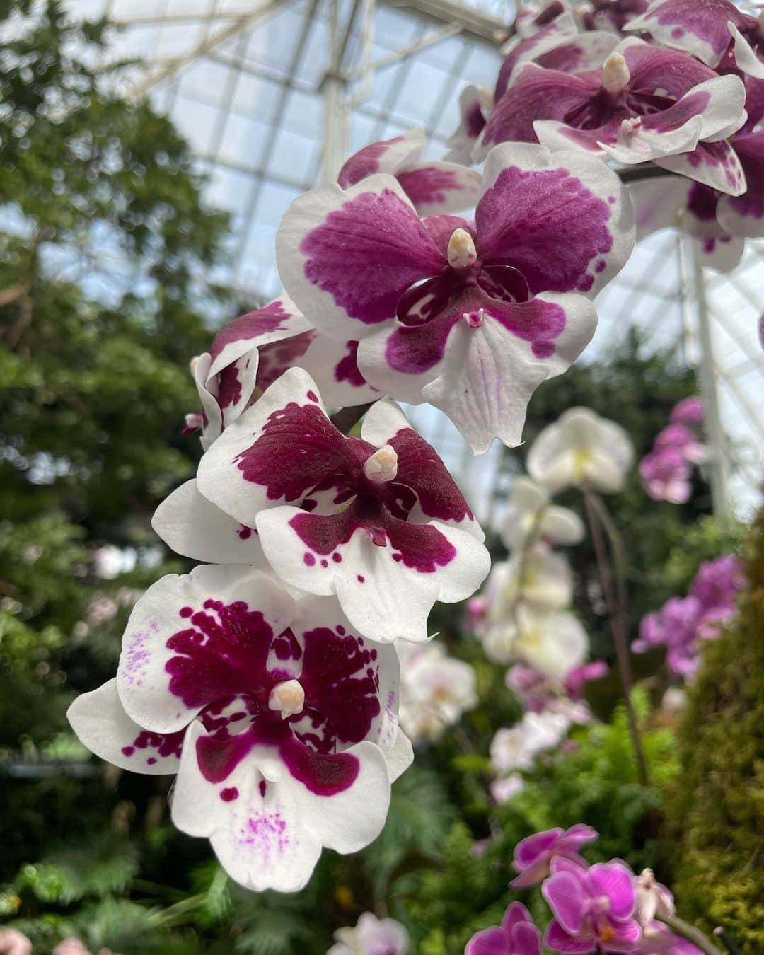 Monday満ちるさんのインスタグラム写真 - (Monday満ちるInstagram)「A visit to #NYBG for the #nybgorchidshow was so therapeutic, and the weather cooperates, giving us a summer-like day. #flowerpower」4月16日 4時54分 - mondaymichiru
