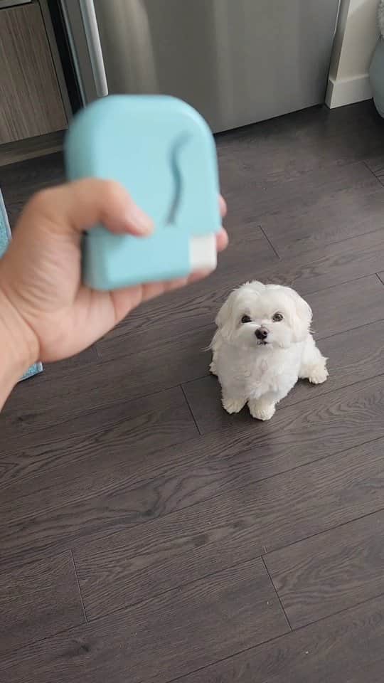 Toby LittleDudeのインスタグラム：「Excited to get our paws on the @tails.designs EZ Treat Dog Treat Dispenser. No more messy bags or pockets! "littledude" for 15% OFF 💕」