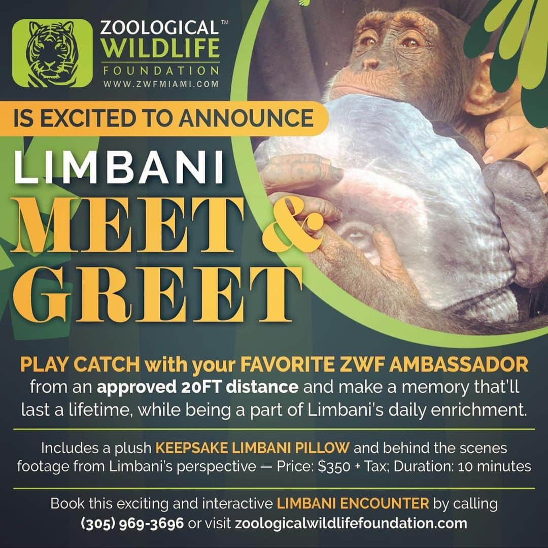 Zoological Wildlife Foundationさんのインスタグラム写真 - (Zoological Wildlife FoundationInstagram)「That undeniable smile of joy after an epic meet n greet with this family today. #swipeleft for details or read on below.   Details:  Limbani: Meet & Greet - which includes our plush keepsake Limbani pillow as your memento.   Price: $350 + TAX.   Details: Play throw with your fave @zwfmiami ambassador from an approved 20FT distance and make a memory that’ll last a lifetimes whilst being apart of his daily enrichment. Experience lasts 10 minutes and includes BTS footage shot from Limbani perspective.   You keep the pillow and video footage showcasing this once in a lifetime experience.   Call our booking office on (305) 969-3696 and/ or email us on the contact button in ZWF’s profile to book this exciting and interactive Limbani encounter. 😊   #zwf #limbani #zwfmiami #paintings #art #chimpasso #chimp #artist #enrichment #thingstodoinmiami #animalsdoingthings」4月16日 5時21分 - zwfmiami