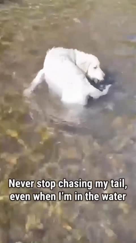 のインスタグラム：「@lunabear.mygolden can’t stop won’t stop 🙈 Dogs are weird. It’s why we love them. But have you ever wondered why dogs like to chase their tails? Do they think it’s a toy? Find out what veterinary behavioriists have to say about why dogs chase their tails at our link in bio 🐕  . . .  #dogtail #dogtailchasing #whydodogschasetheirtails #dogbehavior #dogfacts #greatpetcare #greatpetliving #dogsofinstagram」