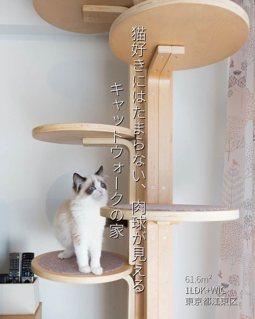 リノベる。公式 さんのインスタグラム写真 - (リノベる。公式 Instagram)「💁‍♀️ PICK UP事例 💁‍♀️ 『猫好きにはたまらない、肉球が見えるキャットウォークの家』 61.6m²／1LDK+WIC／ふたり暮らしと猫 ーーーーーーーーーーーーーー ご夫婦が完成させた家には、愛猫🐈との幸せな時間を過ごすための工夫が詰まっています  ■1ページ目：リビング リビングの角にあるキャットタワーはご主人が椅子を使って組み上げた力作なのだそうです💪🏻 ■2ページ目：リビング ■3ページ目：リビング ■4ページ目：キャットウォーク🐈 ■5ページ目：寝室 ベッドスペース上のキャットウォークは透明のアクリル板で作られた特別仕様です✨ ■6ページ目：洗面スペース 洗面所の一角にリリーちゃん専用のトイレスペースが設けられています。 ■7ページ目：トイレ🚽 ■8ページ目：廊下 リビングから廊下、廊下から洗面所。それぞれの場所にリリーちゃん🐈専用の通路穴が取り付けられ、ストレスなく各部屋を移動できるようになっています。  猫🐈と人がお互いに幸せに暮らすための機能と工夫が施されたお住まいが完成しました👏🏻 ---------------------- 詳しい家づくりストーリーやほかの写真は @renoveru のプロフィールのURLをチェック🔎 ----------------------- #リノベーションしたい #フルリノベーション #中古マンション暮らし #リノベーション空間 #リノベーションデザイン #マイホーム計画中の人とつながりたい #築古マンション #リノベるファミリー #リノベる #中古マンションリノベ #スケルトンリフォーム #リノベーション事例 #マンションリノベーション事例 #趣味を楽しむ家 #中古住宅リノベーション #ステンレスキッチン #住まい #マンションリビング #施工例 #マンションインテリア #住まいづくり #リノベる1ldk #リノベるふたり暮らし #リノベる60平米台 #猫のいる生活 #キャットウォーク #キャットタワー」4月16日 6時30分 - renoveru
