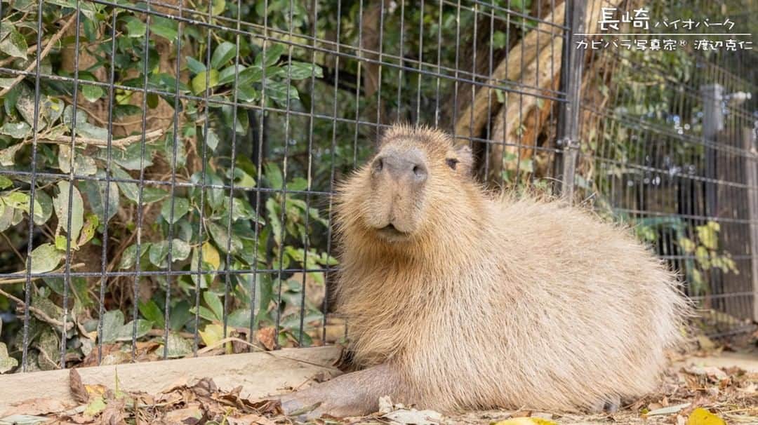 渡辺克仁さんのインスタグラム写真 - (渡辺克仁Instagram)「おはようございます。  #カピバラ #水豚 #capybara #おはよう」4月16日 7時00分 - katsuhito.watanabe