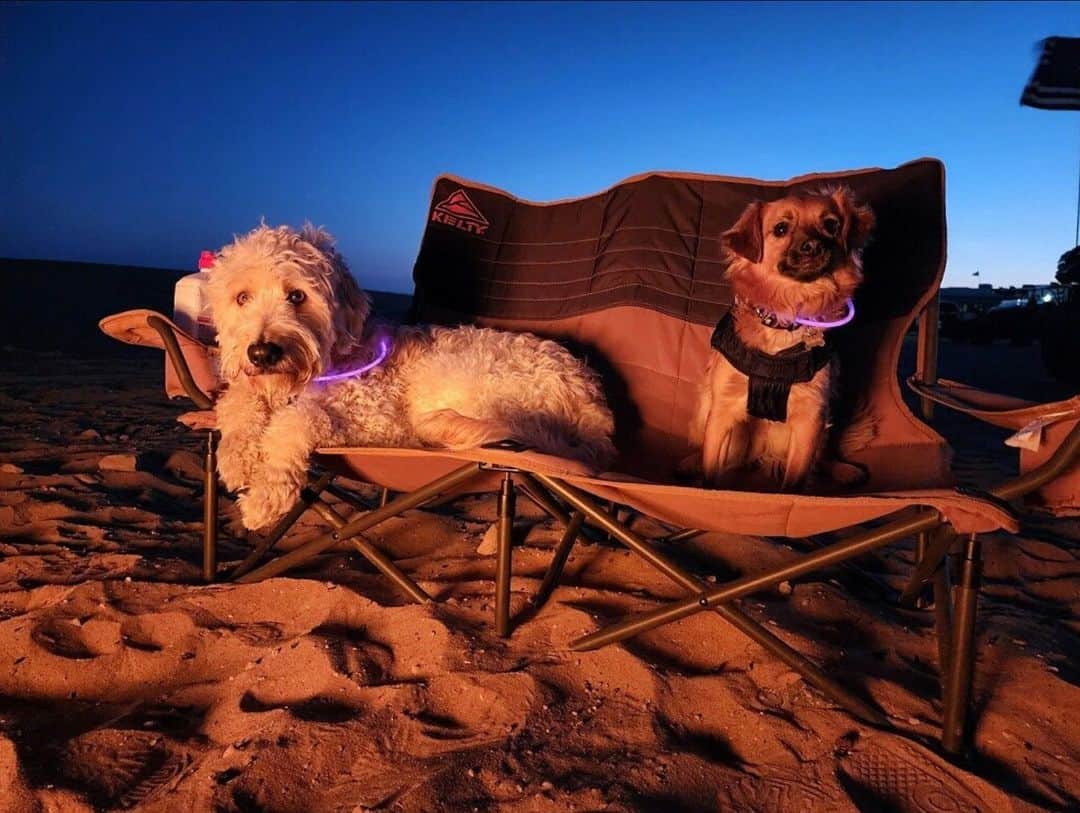ケルティのインスタグラム：「Rocko & Brody are ready to heckin' rage. Right after they rest up in their Low Loveseat that is..⁠ ⁠ 🐶🕺🚨🦴 We're here for this doggo party. 📷 : @bro_and_dood⁠ ⁠ #keltybuilt #keltydogs #builtforplay」