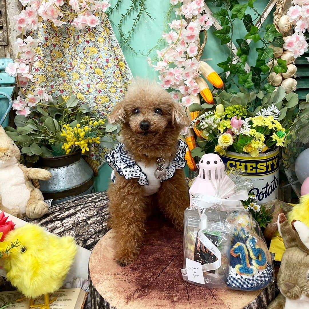 のインスタグラム：「ココアくん❤️  フォトコンテストで優勝🏆しました👏👏 すごく嬉しかったね💕ココア。 15歳、まだまだイケイケで行こうぜ！  賞品に大好きなおやつと可愛い帽子をいただきました❤️賞品と一緒に記念撮影。  @snobbishbabies_komazawa  #トイプードル #愛犬 #犬のフォトコンテスト #長生き犬」