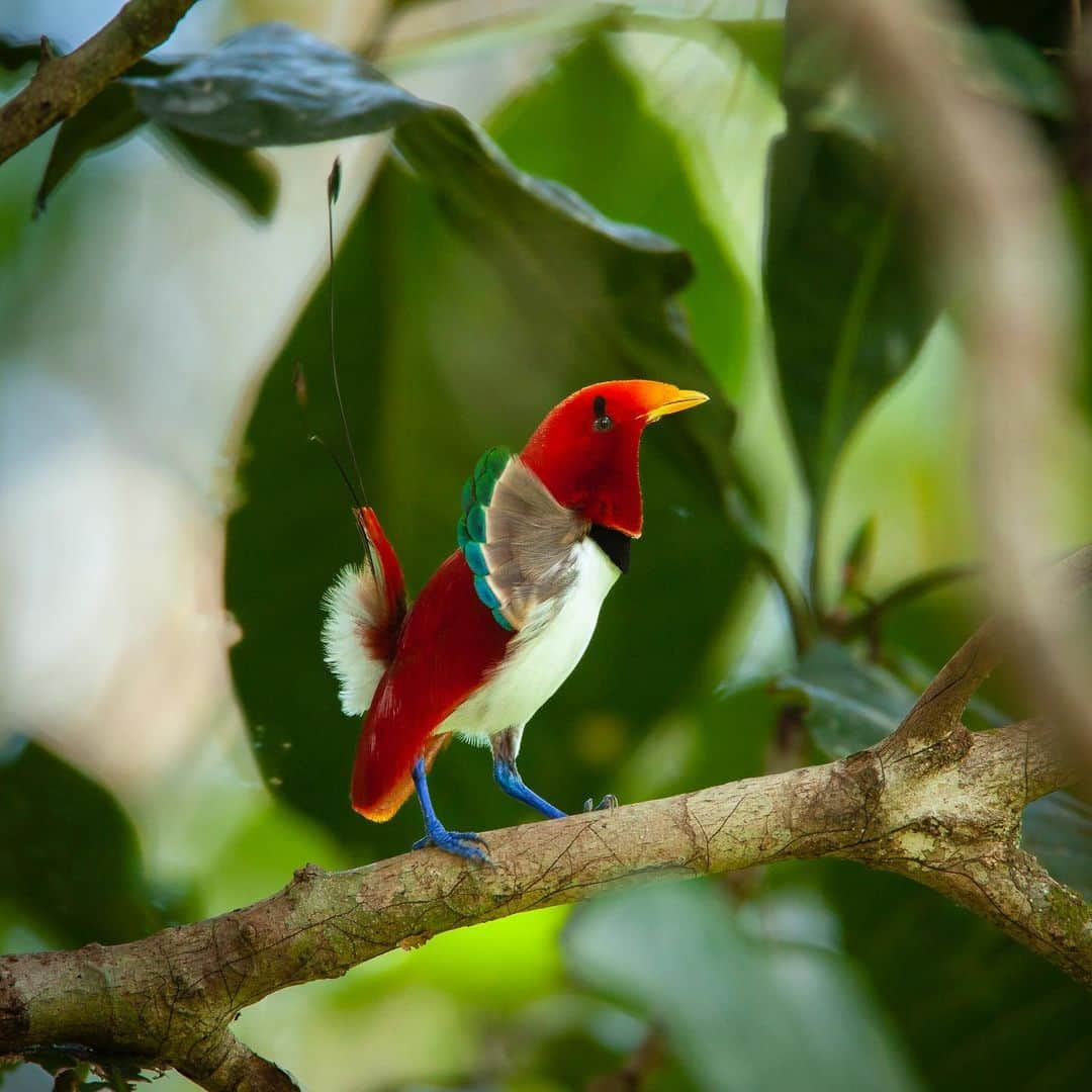 Tim Lamanのインスタグラム：「Photos by @TimLaman. “The Dancing King” is one of the newest additions to the Birds-of-Paradise collection in my fine art print gallery (online at www.timlamanfineart.com). An amazing transformer, with many poses and postures in his courtship display, you can now purchase these four different images of the same male that I photographed from a tree top perch in West Papua, Indonesia.  Imagine showcasing all four in a grouping on a wall.  How cool would that be?  #kingbirdofparadise #birdsofparadise #birds #birdphotography #birdsofinstagram #papua #indonesia」