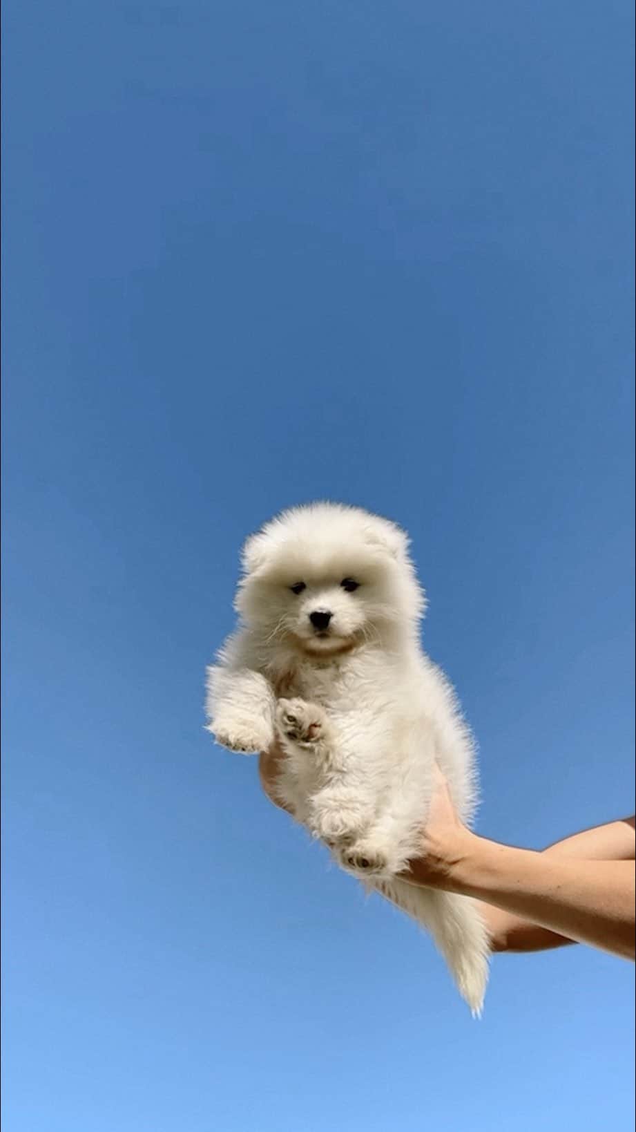 デイジー・クレメンタイン・スミスのインスタグラム：「MARTHA 😍  I told Pyper and Quaid not to get a dog. I regret my words」