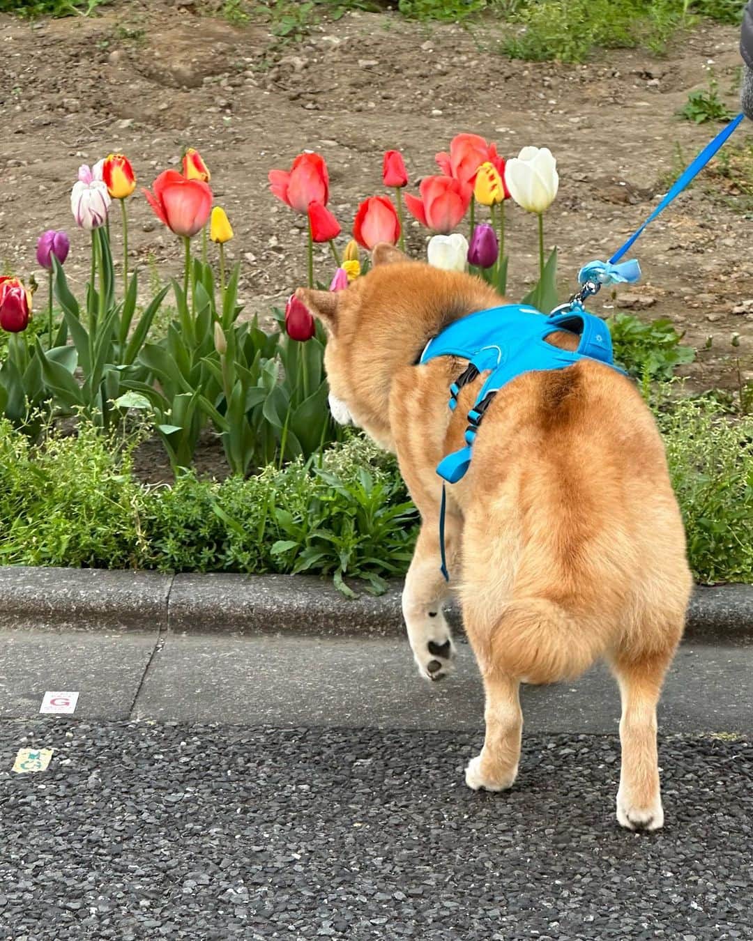 まる（まるたろう）のインスタグラム：「Good morning!✨🐶🌷✨チューリップ咲いてたよ〜 #色んな色があるんだね #わんこ族みたい #どの色も可愛いよね #まるお花博士になりたいの」