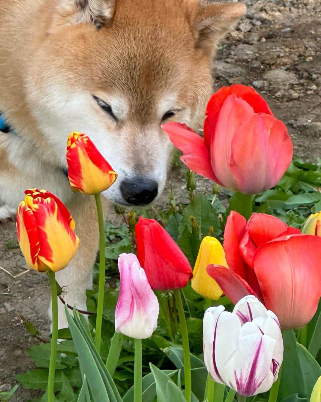まる（まるたろう）さんのインスタグラム写真 - (まる（まるたろう）Instagram)「Good morning!✨🐶🌷✨チューリップ咲いてたよ〜 #色んな色があるんだね #わんこ族みたい #どの色も可愛いよね #まるお花博士になりたいの」4月16日 8時20分 - marutaro