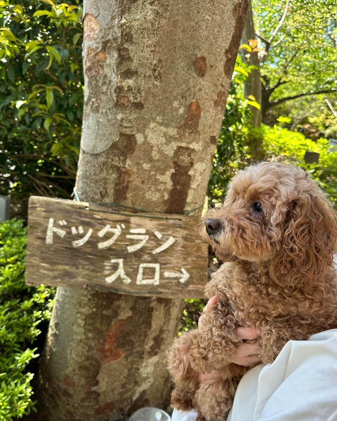 小玉梨々華さんのインスタグラム写真 - (小玉梨々華Instagram)「まろんのお誕生日が 近いので伊豆旅行に行ってきました💌」4月16日 19時13分 - ririka_kodama