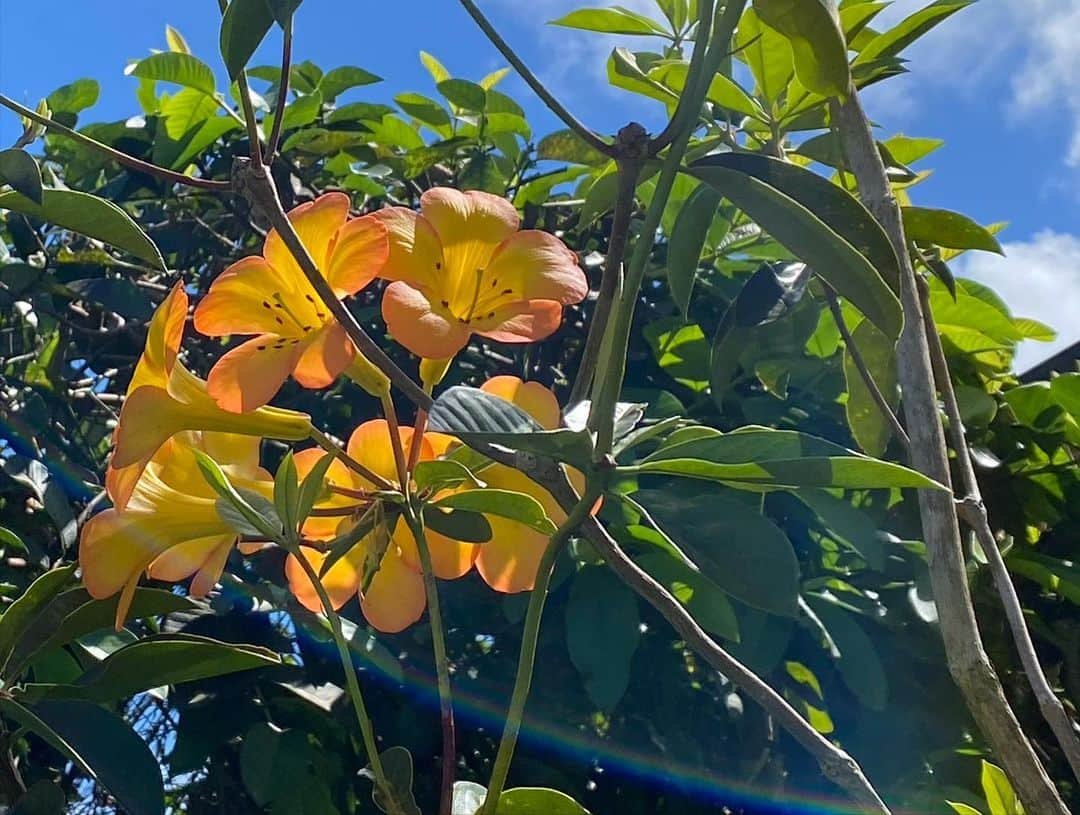 青山有紀さんのインスタグラム写真 - (青山有紀Instagram)「ハワイ島🌺🌈✨ ずーっとワーカーホリックだった自分を一度本氣でリセットしたくて、何にもしない旅に出ました。 デジタルデトックスもして、かなりゆるんで帰ってきました〜〜ただいま🌺🌺🌺 #協力してくれたあおやスタッフたちありがとう🙏✨ #青山有紀」4月16日 17時55分 - yukiaoya