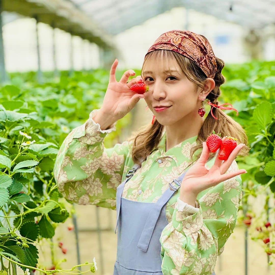 井上麗夢さんのインスタグラム写真 - (井上麗夢Instagram)「🍓  いちご狩り撮影いけたー！ 10年ぶり近くのいちご狩り。  昔はこの金額の元をとるんだ！ たらふく食べるぞ！ って気持ち悪くなるぐらい 食べてたけど それの経験もあって 色んな品種を少しずつ味わった❤️  30分だけなのに 満足度たーっぷりで食べれた!!  #かおりん #よつぼし #章姫 #紅ほっぺ #おいCベリー  5つの苺🍓食べたよー！ コーヒーも無料でいただけて 200円で練乳も買えた🙄 大人な私は練乳も購入して たっぷり味わいました🍼  #川越 #川越いちご園すじの  #いちご園 #いちご撮影会  #菓子屋横丁 #撮影スポット  Photo by: @usuitoge  _ _ _ _ _ _ _ ⁡ ⁡ #맞팔　#데일리　#소통 #좋아요반사　#오오티디　	#패션 ⁡ #igers #tflers #ootd #fashion #hairstyle ⁡ #コーデ #ヘアアレンジ #撮影会 #撮影会モデル ⁡」4月16日 18時06分 - remu_inoue