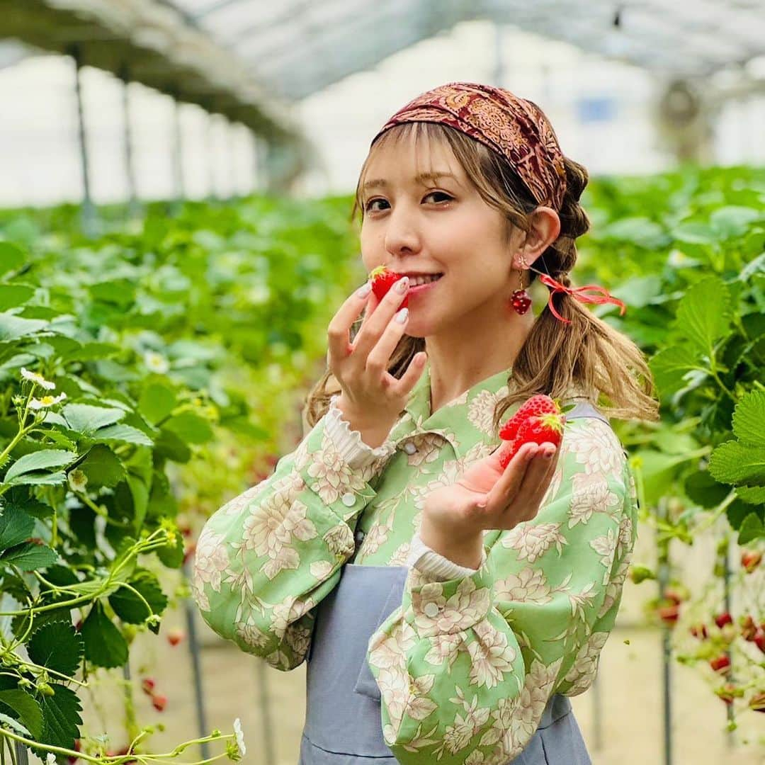 井上麗夢さんのインスタグラム写真 - (井上麗夢Instagram)「🍓  いちご狩り撮影いけたー！ 10年ぶり近くのいちご狩り。  昔はこの金額の元をとるんだ！ たらふく食べるぞ！ って気持ち悪くなるぐらい 食べてたけど それの経験もあって 色んな品種を少しずつ味わった❤️  30分だけなのに 満足度たーっぷりで食べれた!!  #かおりん #よつぼし #章姫 #紅ほっぺ #おいCベリー  5つの苺🍓食べたよー！ コーヒーも無料でいただけて 200円で練乳も買えた🙄 大人な私は練乳も購入して たっぷり味わいました🍼  #川越 #川越いちご園すじの  #いちご園 #いちご撮影会  #菓子屋横丁 #撮影スポット  Photo by: @usuitoge  _ _ _ _ _ _ _ ⁡ ⁡ #맞팔　#데일리　#소통 #좋아요반사　#오오티디　	#패션 ⁡ #igers #tflers #ootd #fashion #hairstyle ⁡ #コーデ #ヘアアレンジ #撮影会 #撮影会モデル ⁡」4月16日 18時06分 - remu_inoue