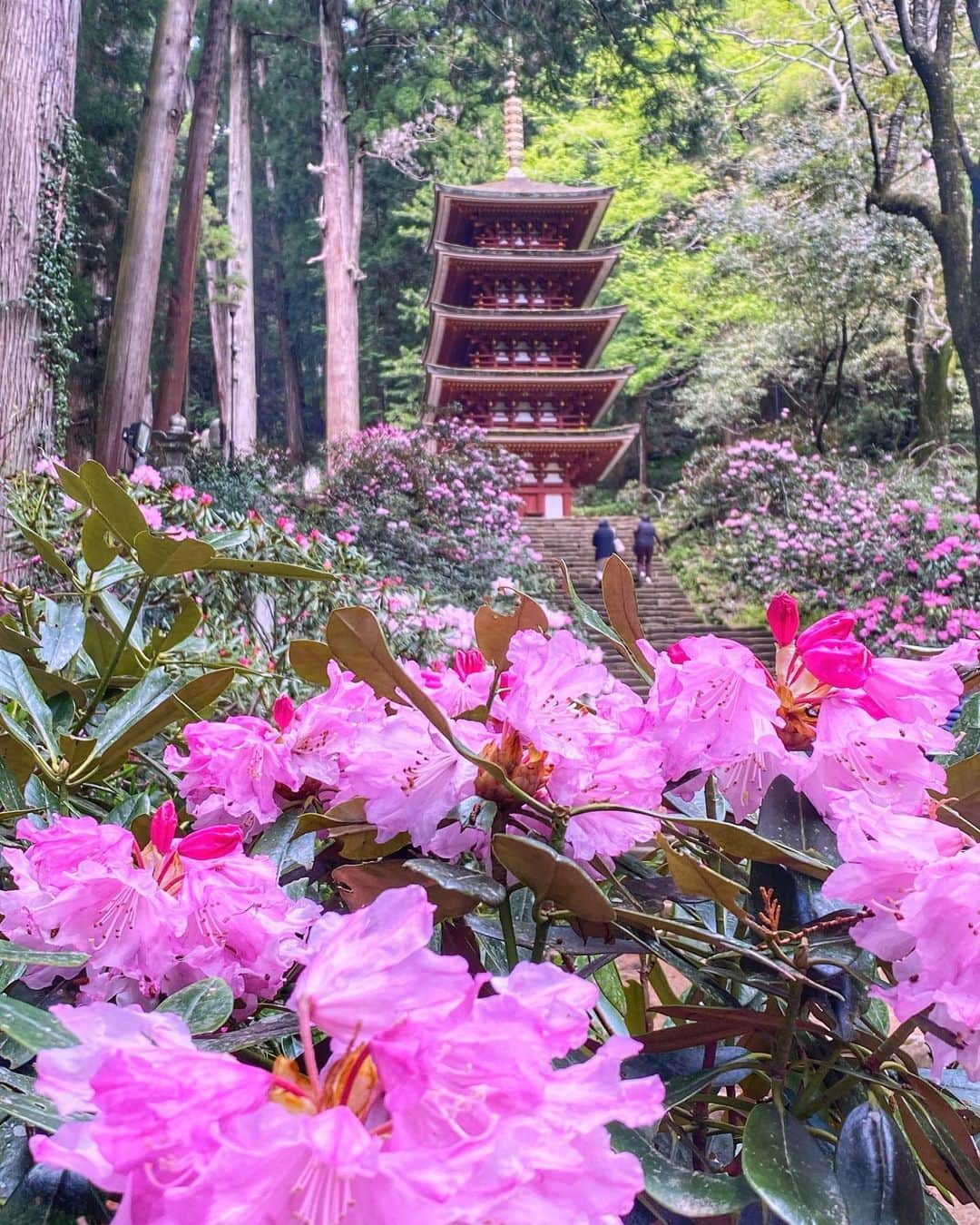 hama_aki_pppさんのインスタグラム写真 - (hama_aki_pppInstagram)「奈良県宇陀市#室生寺  Location Nara Japan   2023.04.16   久しぶりに訪れた#女人高野室生寺  境内は#石楠花 の花が見頃でした🌸🌸 奥の院までは700段の階段を登ります 五重塔の周りは満開でした　  #神社仏閣　 #わたしは奈良派  #奈良県景観資産　　 #beautiful_kansai  #visitjapanjp  #j_flower_shots  #タビジェニ　 #おとな旅プレミアム  #こころから  #sorakataphoto  #jalan_travel  #japanese_gardens  #otonatabi_japan  #histrip_japan  #日本の美しい花風景  #誰かに見せたい花  #絶景事典  #loves_united_flora  #9vaga_flowersart9  #ptk_japan  #cooljapanvideos  #amazingflowers  #japanesetemple  #japanesegarden  #raw_japan  #deaf_b_j_  #team_jp_flower」4月16日 18時26分 - hama_aki_ppp