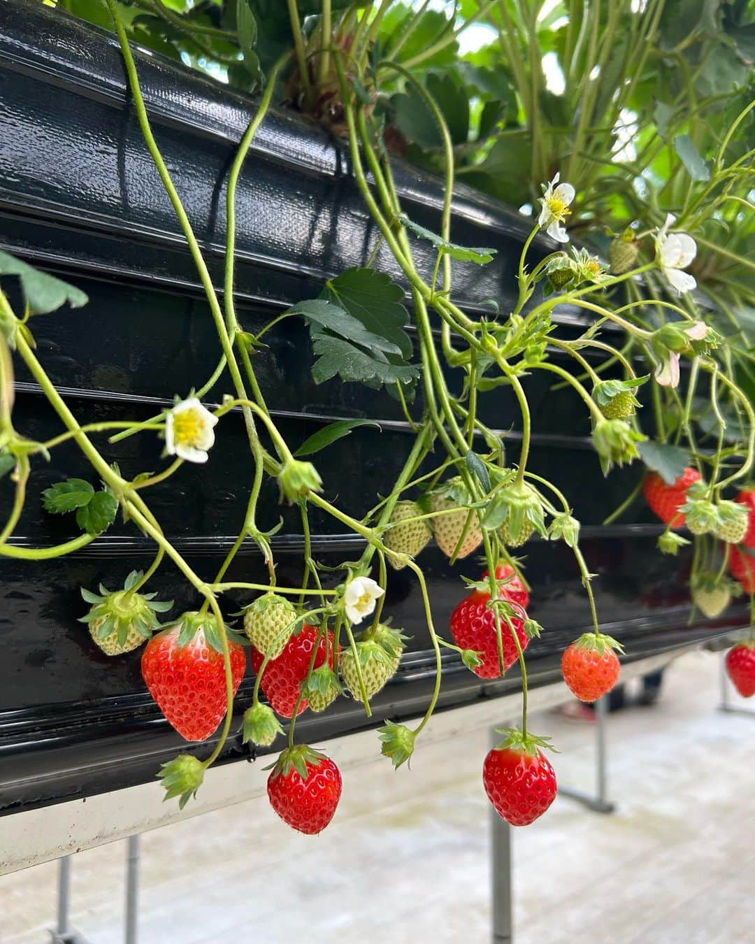 太田唯さんのインスタグラム写真 - (太田唯Instagram)「. いちご狩り楽しかった 🍓 小学生の頃、栽培委員だったんだ👩‍🌾  . #いちご狩り #春コーデ #spring」4月16日 18時31分 - yuiohta.official