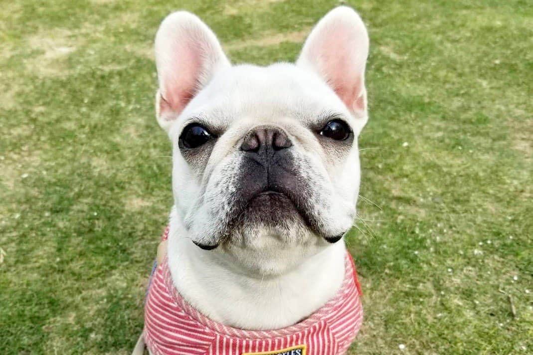 優のインスタグラム：「みつばちゃん！祝1歳！！ #フレンチブルドッグ #happybirthday #みつば」