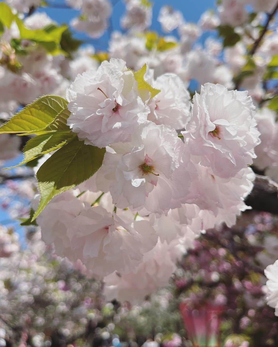 武田訓佳さんのインスタグラム写真 - (武田訓佳Instagram)「🌸🏮 ・ ・ 造幣局の通り抜け🌸 今年は予約間に合いました🥰 ・ 数年ぶりに行ったけど やっぱり八重桜かわいいぃ♡ 鞠みたいにころころしてて 桜餅みたいにおいしそうで 白いのとかセピア色みたいなのとか 思った以上にカラフルで🤍💕 ・ あと、枝が外ハネのもかわいかった😚 ・ ・ 美しいものをみてたくさん癒されている春🌸🌿✨ ・ ・ ・ #たけだの春 #たけだの日常 #春 #桜 #八重桜 #造幣局桜の通り抜け #造幣局 #🌸 #🤍 #癒」4月16日 18時59分 - kunika0117