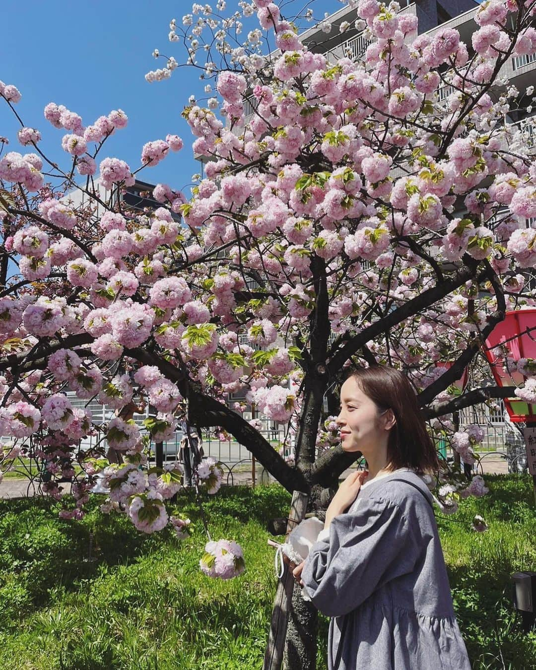 武田訓佳さんのインスタグラム写真 - (武田訓佳Instagram)「🌸🏮 ・ ・ 造幣局の通り抜け🌸 今年は予約間に合いました🥰 ・ 数年ぶりに行ったけど やっぱり八重桜かわいいぃ♡ 鞠みたいにころころしてて 桜餅みたいにおいしそうで 白いのとかセピア色みたいなのとか 思った以上にカラフルで🤍💕 ・ あと、枝が外ハネのもかわいかった😚 ・ ・ 美しいものをみてたくさん癒されている春🌸🌿✨ ・ ・ ・ #たけだの春 #たけだの日常 #春 #桜 #八重桜 #造幣局桜の通り抜け #造幣局 #🌸 #🤍 #癒」4月16日 18時59分 - kunika0117