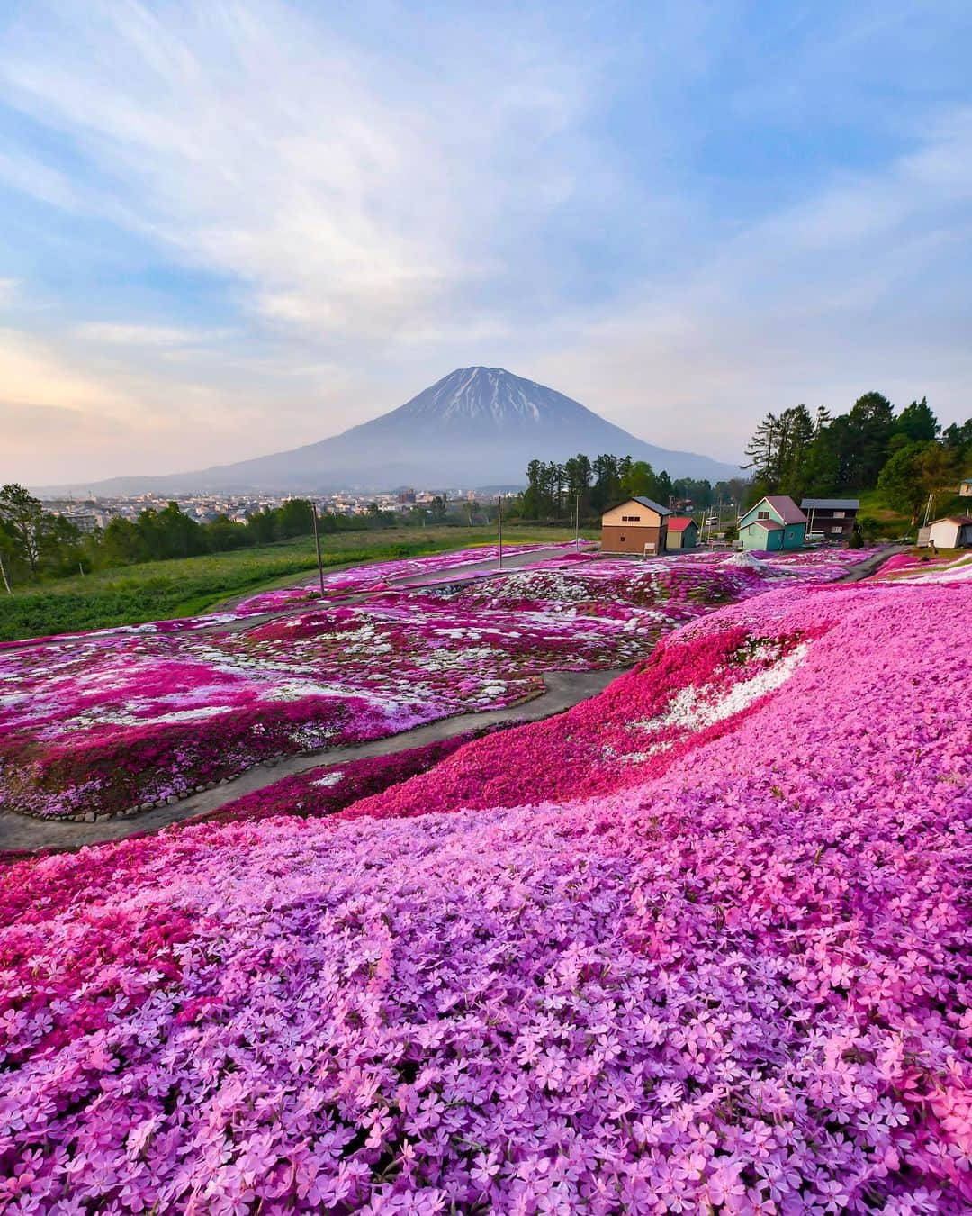 ピーチ・アビエーションのインスタグラム：「桜前線を追いかけて北海道へGO！🌸 ピンクの花絨毯に見惚れちゃう☺️ #三島さんちの芝ざくら  Peachでアクセスする場合は、新千歳空港や札幌市内から車で約２時間ほど。 北海道のリゾート地としても有名なニセコにある見事な芝桜は、 その名の通り「三島さん」個人の庭園をご厚意で一般公開されているそうです。 羊蹄山をバックに鮮やかに色づいた芝桜は圧巻！🌸😳  さらに、少し足を伸ばせば #ニセコ高橋牧場 で、その日の朝搾った牛乳を使用したスイーツやこだわりのチーズが乗ったピザ。アイスクリーム作り体験ができる場所など酪農王国北海道のグルメなども楽しめます🐮♫  ⚠️「三島さんちの芝ざくら」は個人宅のため駐車場がありません。 近隣には一般住宅もありますので周辺の駐車場を利用し、徒歩で庭園までアクセスしてマナーを守って鑑賞してください。  . . . . . . . . . . . . . . . . . . . . . . . . . . . . . . . . . . . ▶Photo by： @93kumi93 OOKINI!! ▶Place：#北海道 ▶見頃：5月下旬〜6月上旬 . . . . . . . . . . . . . . . . . . . . . . . . . . . . . . . . . . . . . #北海道観光 #北海道旅行 #北海道観光スポット #日本の絶景 #国内旅行 #旅行好きな人と繋がりたい #旅行好き #芝桜 #はなまっぷ #桜スポット #peachaviation #hokkaido #hokkaidotrip #ig_japan #japantrip #japan_of_insta #bestphoto_japan #instagood #sakura #ranche」