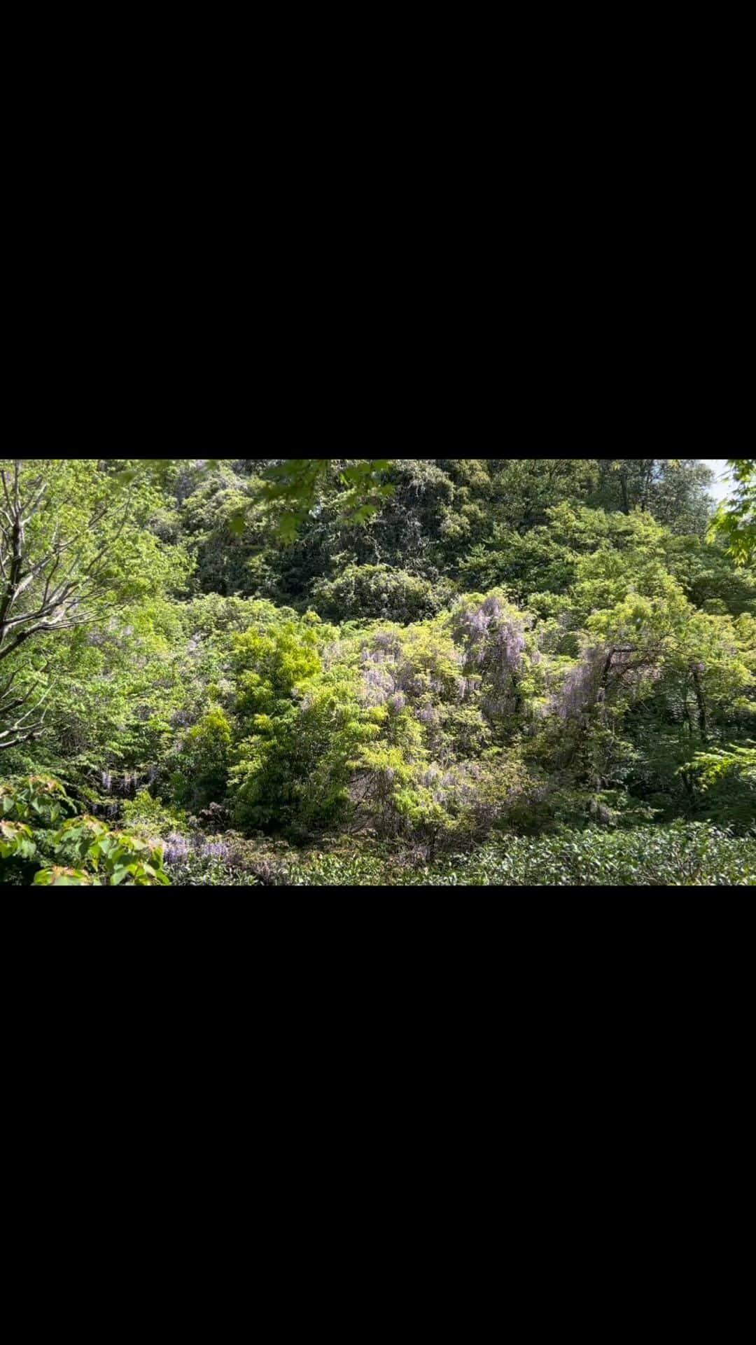 のインスタグラム：「藤棚  桜の後に あまり、目立たないけど ここの藤棚を毎年楽しみにしているのです。  上から見て欲しいんだけど 皆さん、下を通り過ぎて行ってしまうので  携帯だと、伝えられないけど 実際は、もっと圧巻なのよ  等々力渓谷へ行ったら 上からも観た方がいいです。  #お花見 #japantravel」