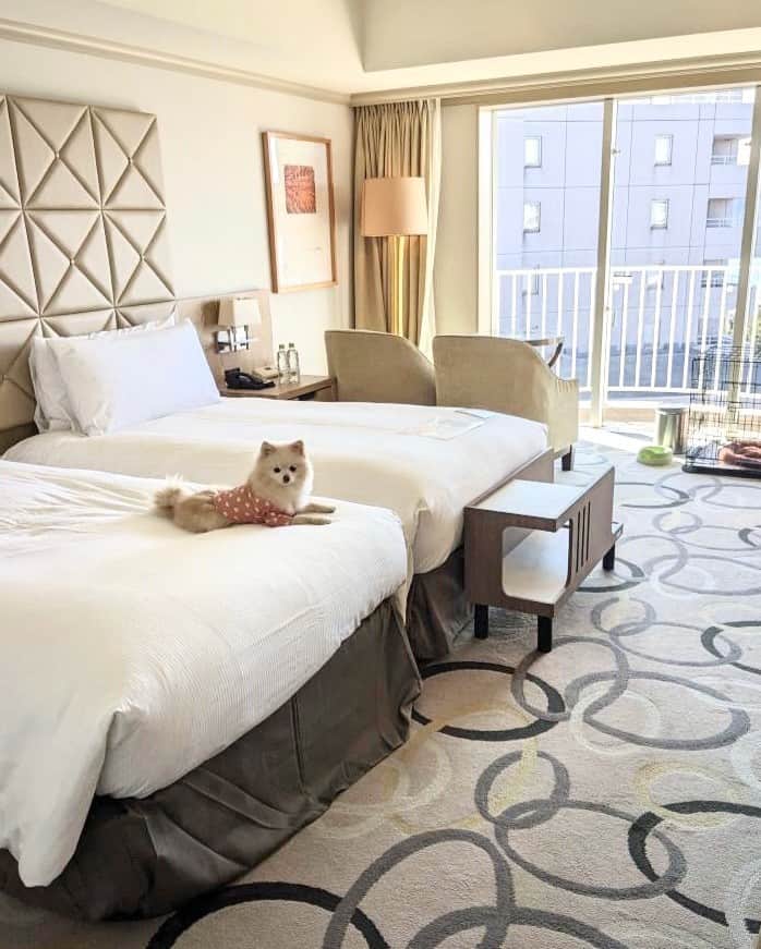 Hilton Tokyo Odaiba ヒルトン東京お台場のインスタグラム：「🐕💕 “楽しいお出かけも、愛するペットと一緒に”  ヒルトン東京お台場では、そのようなご家族の願いを叶えるプランをご用意しております。 開放感漂うお台場のお散歩コースやオシャレなペット用品店など、いつもと違った日常を満喫していただけるよう、ロビースタッフがご希望に合わせてご提案させて頂きます。  ワンちゃん、ネコちゃんと一緒に快適なホテルステイをお楽しみ下さい♪  詳細はホテル公式サイトをご確認ください。  🐕💕 "Enjoy an exciting outing with your beloved pet!"  At Hilton Tokyo Odaiba, we offer plans that cater to your family's desire to travel with your furry companions. Our lobby staff will suggest the perfect dog-friendly walking paths and trendy pet stores around Odaiba, so you can experience a change of pace from your daily routine.  Enjoy a comfortable hotel stay with your furry friend and make unforgettable memories. 🐾  📸：@cream.pun  #ヒルトン東京お台場 #hiltontokyoodaiba」