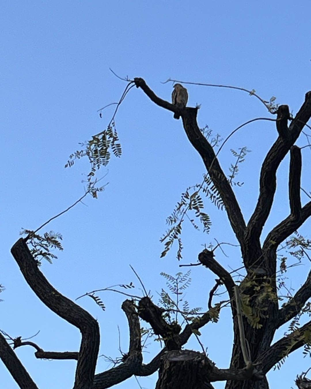 クリス・ノースのインスタグラム：「Our guardian hawk is back- I think he’s a Coopers Hawk- need to find a name for him !」