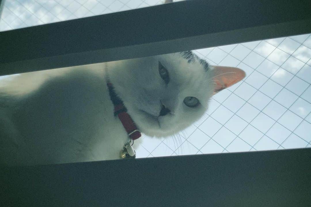 佐藤乃莉さんのインスタグラム写真 - (佐藤乃莉Instagram)「きゃー！🙈  巨大猫が窓から見てる！！  なんてw、  希望としては ある日おすしがライオン🦁 くらいに大きくなったら良いな なんて思ってます。  #おすし#cat#猫#family#love#怪獣」4月16日 11時25分 - nori_sato_