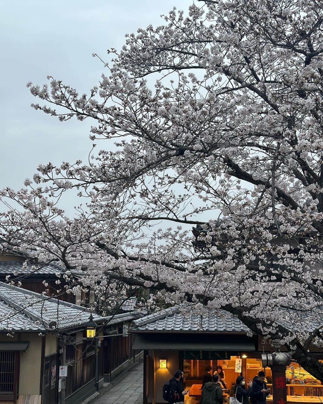 カン・ハンナさんのインスタグラム写真 - (カン・ハンナInstagram)「・ ⁡ ⁡ 今年も京都の桜が見れてよかった。 ⁡ 大好きなホテルに泊まり、 いつもの場所を回りながら桜を見る。 ⁡ 少し前の写真ですが、 京都はいつになってもときめく場所です。 いつか京都に執筆の部屋を持ちたい夢も変わりなく。 ⁡ ⁡ ⁡ ⁡ ⁡ ⁡ #京都の夜桜 #いつまでも私の心の充電の場所 ⁡ ⁡」4月16日 11時41分 - kang_hanna_jp