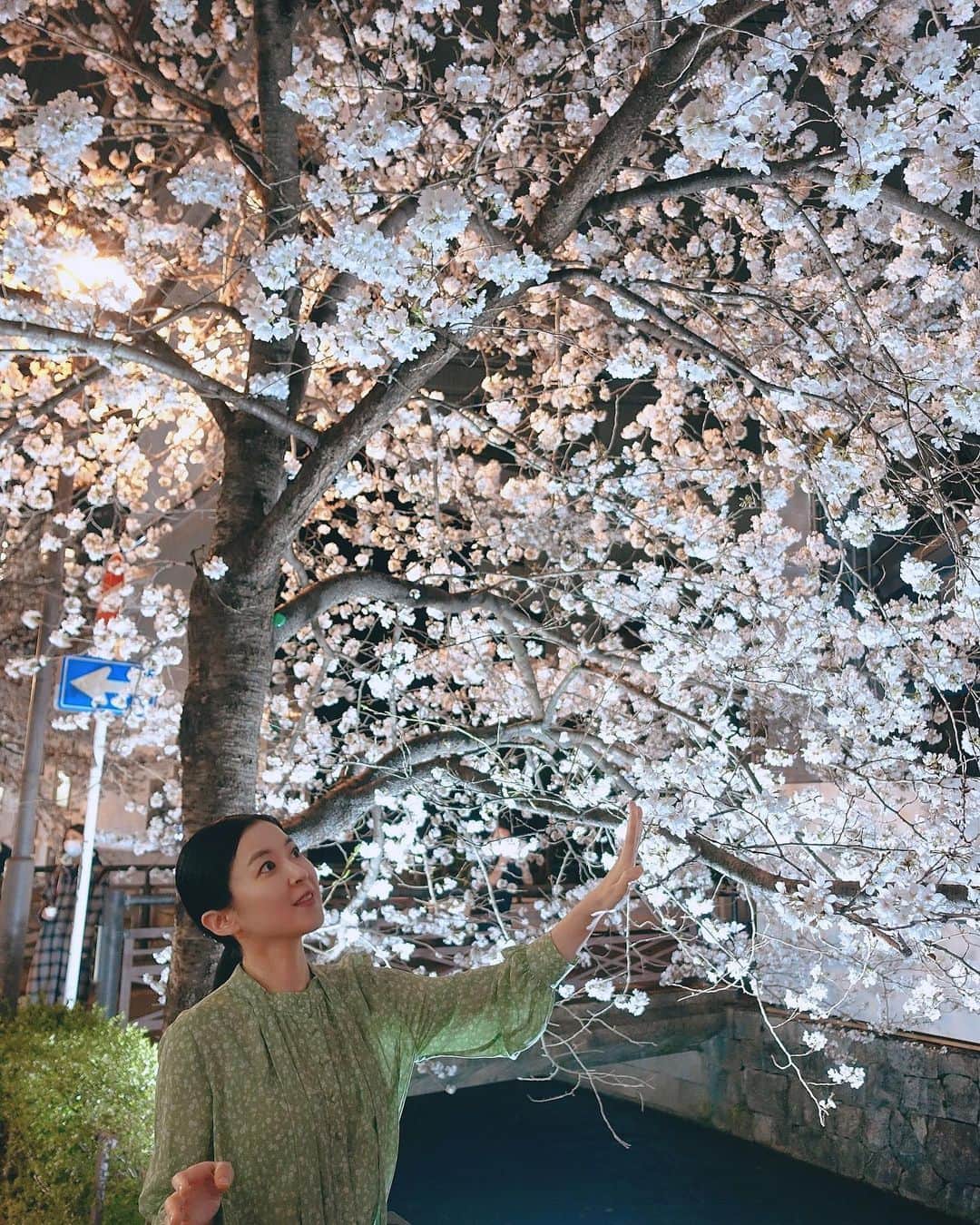 カン・ハンナのインスタグラム：「・ ⁡ ⁡ 今年も京都の桜が見れてよかった。 ⁡ 大好きなホテルに泊まり、 いつもの場所を回りながら桜を見る。 ⁡ 少し前の写真ですが、 京都はいつになってもときめく場所です。 いつか京都に執筆の部屋を持ちたい夢も変わりなく。 ⁡ ⁡ ⁡ ⁡ ⁡ ⁡ #京都の夜桜 #いつまでも私の心の充電の場所 ⁡ ⁡」